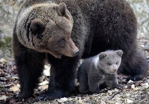 Киевский зоопарк отпразднует День медведя