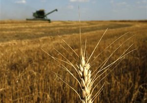 Минсельхоз США прочит Украине рост экспорта пшеницы