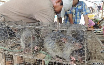 Камбоджа наращивает экспорт мяса  экологически чистых  крыс