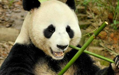 У Китаї панда прикидалася вагітною заради поліпшення умов утримання