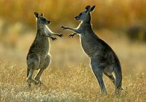 Кенгуру - В Австралии кенгуру спас заблудившегося мальчика от переохлаждения