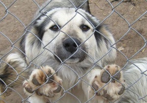 К Черновецкому приведут греться две тысячи бездомных собак