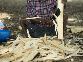 WWF: производство биотоплива наносит ущерб экологии