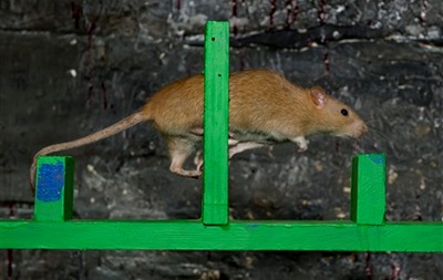 О нью-йоркских крысах снимут документальный фильм
