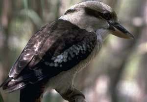В Австралии запретили использовать слово  Gay  в детской песенке про птицу Кукабару