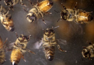 В США попал в ДТП грузовик с 18 миллионами пчел