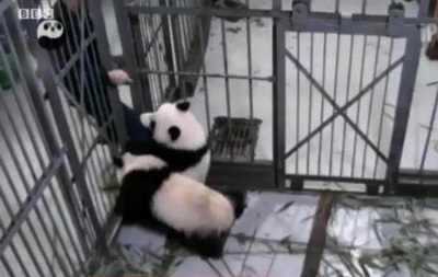 В Китае панда не захотела отпускать смотрителя
