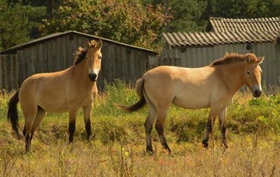 Из Чернобыльской зоны забрели лошади Пржевальского