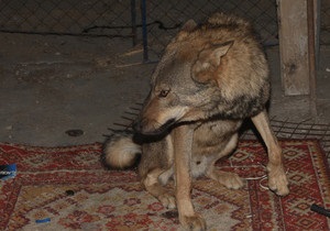 Пойманный в Донецке волк сбежал из приюта