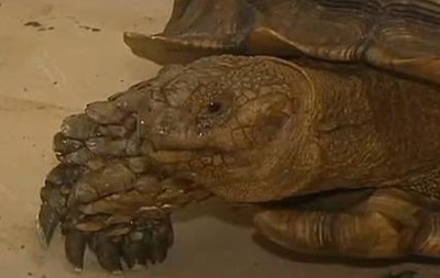 Величезна черепаха влаштувала затор у Флориді