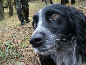 В Москве задержан убийца собак