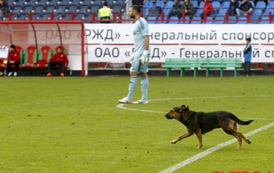 Локомотив оштрафуют за появление собаки на поле 