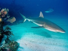Глобальное потепление поможет спасти акул-нянек