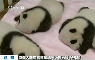 В Китае панда родила сразу девятерых детенышей