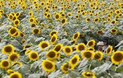 Виробництво соняшникової олії в Україні зросло до рекордного показника 