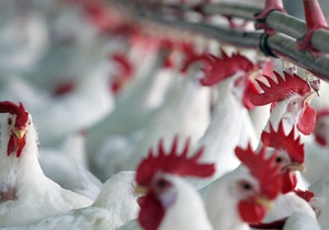 Украина резко увеличила экспорт курятины - эксперты