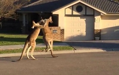 Бійка кенгуру в Австралії підірвала YouTube 