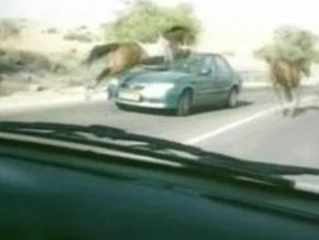 В Израиле конь врезался в ветровое стекло автомобиля