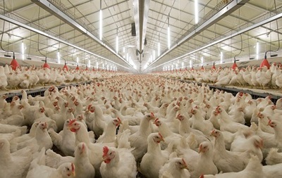 Украина начала поставки в ЕС продукции птицеводства