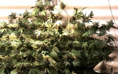 В Харькове изъяли более 250 килограммов марихуаны