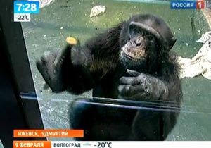 В российском зоопарке обезьян привлекли к мытью полов и окон