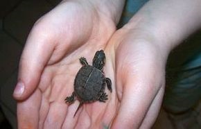 Палеонтологи обнаружили черепаху с самым маленьким панцирем в мире