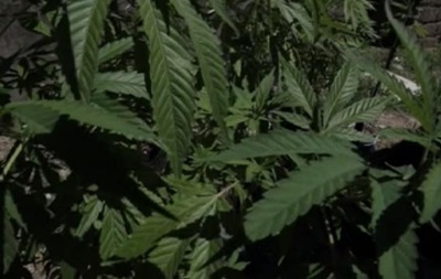 В Чили выращивают марихуану для больных раком