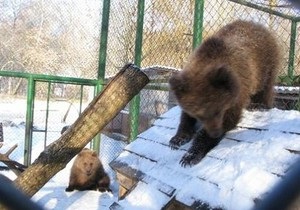 В Киевский зоопарк привезли медвежат Настю и Потапа