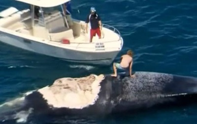 Австралиец прокатился на мертвом ките в окружении акул