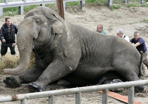 Ученые приравняли слонов к полноприводным автомобилям