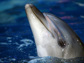 В Киеве открылся первый стационарный дельфинарий
