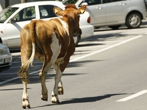 Мэр Душанбе запретил жителям разводить домашний скот