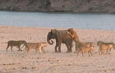 Відео порятунку слоненяти від 14 левів підірвало інтернет