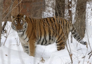 В России амурский тигр растерзал человека