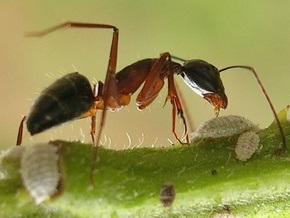 Сумасшедшие муравьи заполонили юг США