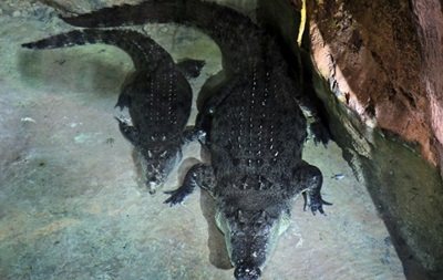 У ПАР крокодил убив 29-річного гольфіста