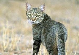 В Черкасской области бешеный кот покусал двух человек