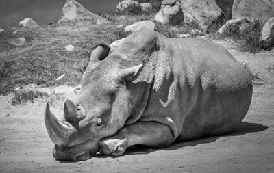 На планеті помер останній самець північного білого носорога