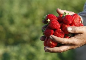 Волынские налоговики будут контролировать сбор грибов и ягод