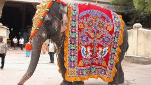 Как заставить храмовых слонов в Индии похудеть