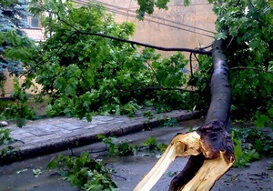 Гроза в Киевской области: в результате падения дерева погиб человек