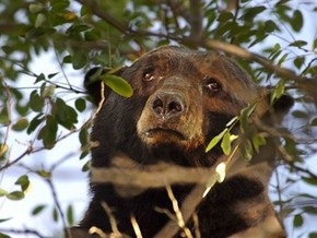 В Индии медведь ликвидировал группу исламистских боевиков
