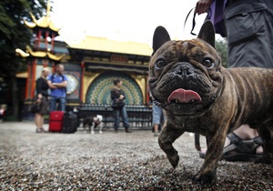 В Китае начали преподавать йогу для собак и их хозяев