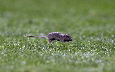 Домашнюю арену Манчестер Юнайтед атакуют мыши