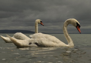В Ровно на городское озеро выпустят пару лебедей