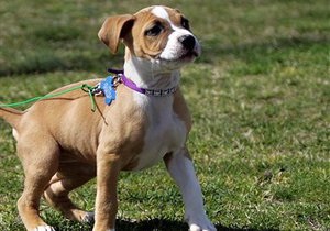 Производитель корма для собак предложил интернет-пользователям онлайн-прогулки с псом