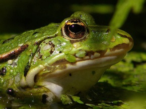 Ядовитые жабы стали причиной гибели австралийских крокодилов