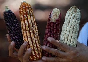 Цены на кукурузу установили новый рекорд