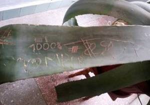 На Закарпатье милиционеры требовали взятку, рисуя сумму на листе комнатного растения