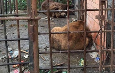 Медведям-пьяницам из Сочи нашли приют в Румынии